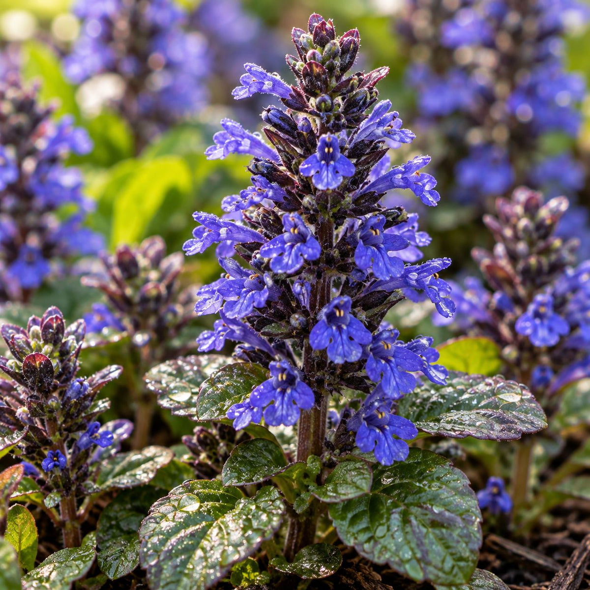Close-up of Ajuga Blueberry Muffin showing vivid blue-purple, two-lipped flowers, dark flower buds, textured green leaves, and morning dew droplets.