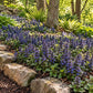 Mass planting of Ajuga Blueberry Muffin groundcover with blue-purple spring flowers spreading beneath mature shade trees along a natural stone garden border.