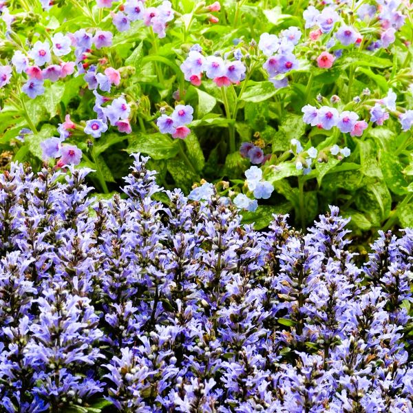 Evergreen Dense Foliage of Ajuga 'Blueberry Muffin'"