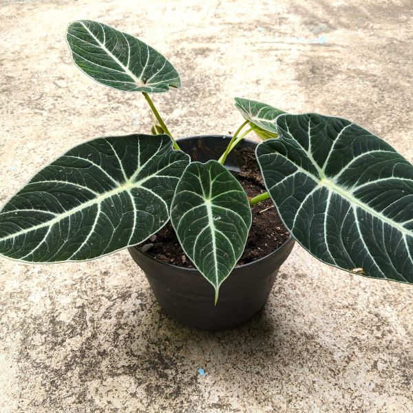 Houseplants