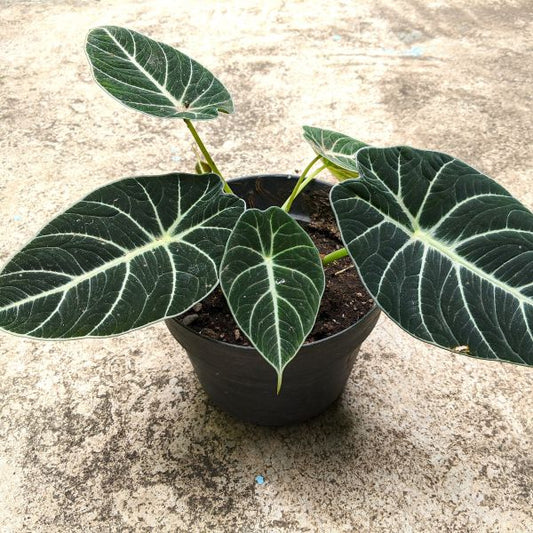 Close-up of Alocasia 'Black Velvet' leaves showing velvety dark foliage with silvery-white veins – available from Greenwood Nursery’s online plant shop.