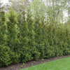 Full Speed A Hedge® 'American Pillar' Arborvitae forming a dense, lush privacy hedge."