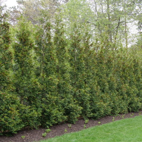 Full Speed A Hedge® 'American Pillar' Arborvitae forming a dense, lush privacy hedge."