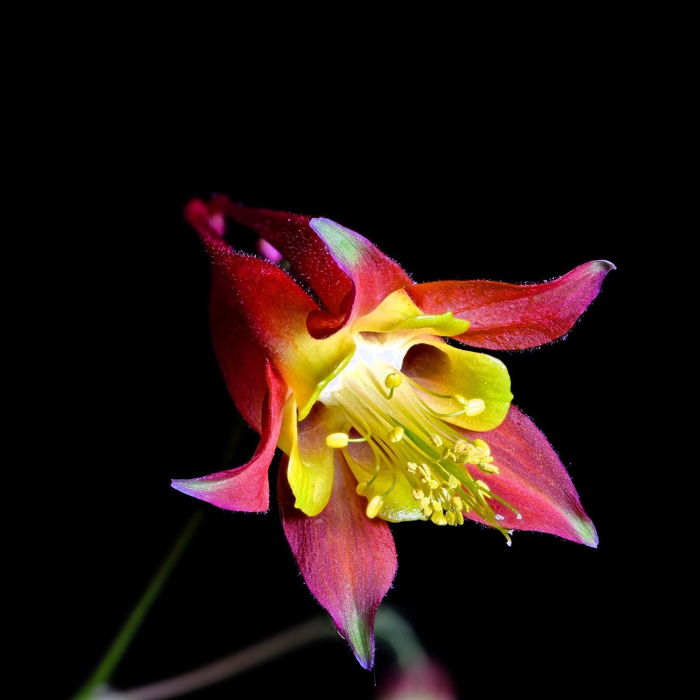 Aquilegia Canadensis close up of flower  wild reed columbine