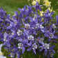 Aquilegia Kirigami™ Deep Blue & White Columbine with large blue and white flowers in full bloom."