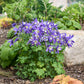 "Kirigami™ Deep Blue & White Columbine planted in a garden border, adding vibrant color and attracting pollinators."
