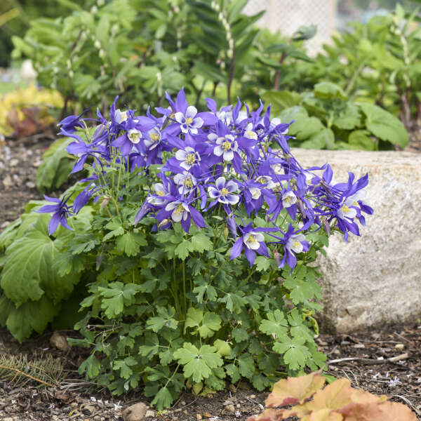 "Kirigami™ Deep Blue & White Columbine planted in a garden border, adding vibrant color and attracting pollinators."