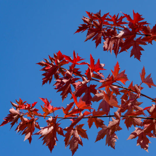 Close-up of Autumn Blaze Maple's striking orange-red leaves