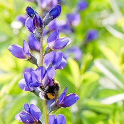 Baptisia australis Blue False Indigo with Stunning Lupine-Like Blooms"
