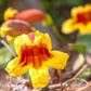 close up of bignonia yellow flower crossvine