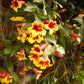 Close-up of vibrant yellow and red flowers with green leaves