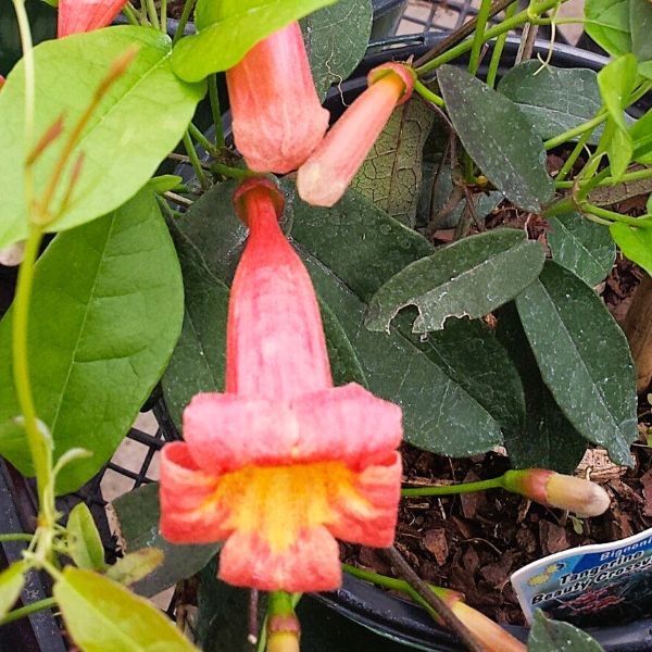 Bignonia Tangerine Beauty Crossvine 