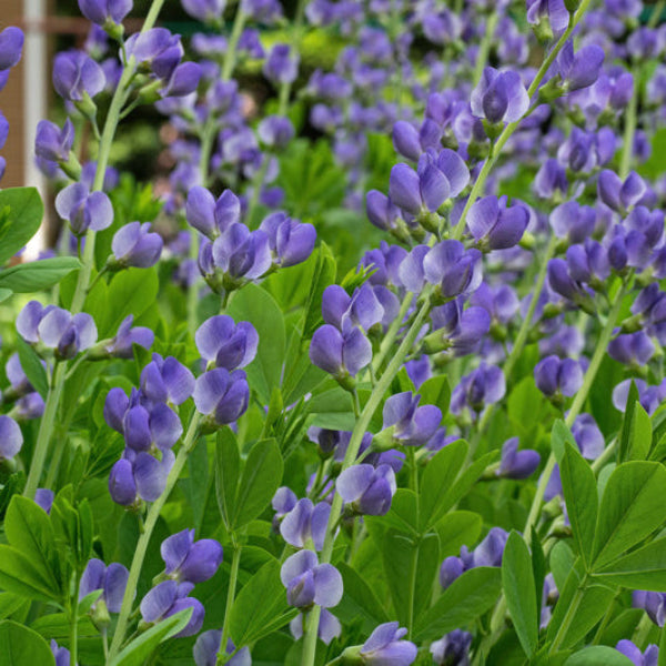 blue false indigo Baptista blue flowers close up