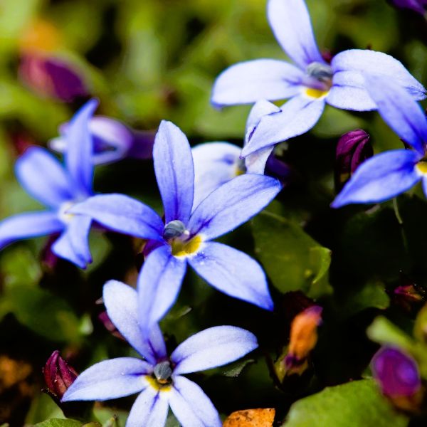 Blue Star Creeper forming a low, dense mat with tiny light blue star‑shaped flowers between steppingstones.