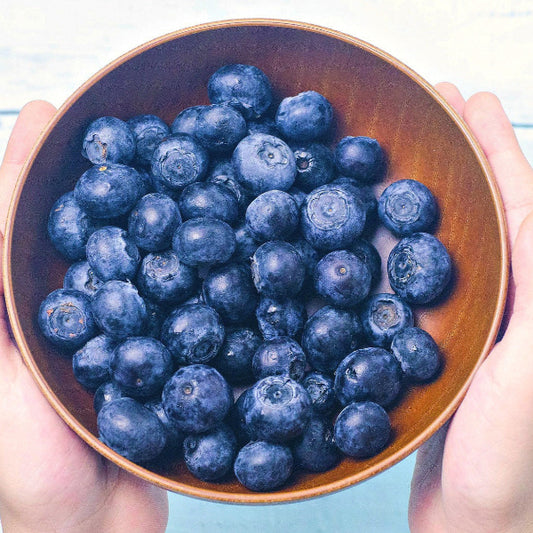 "Harvest of large Chandler Blueberries from garden"