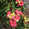 "Pink Lemonade Blueberry Bush with sweet pink blueberries"