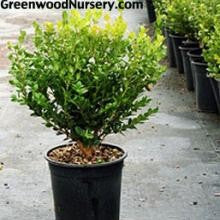 "Winter Gem Boxwood plant – one gallon size from Greenwood Online Nursery"
