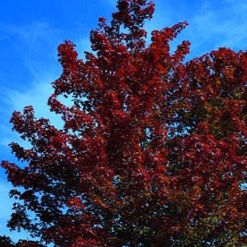 Close-up of Brandywine Maple's striking autumn leaves