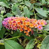 Close-up of Bicolor Butterfly Bush's striking lavender and yellow flowers