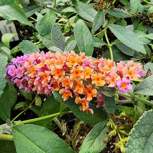Close-up of Bicolor Butterfly Bush's striking lavender and yellow flowers