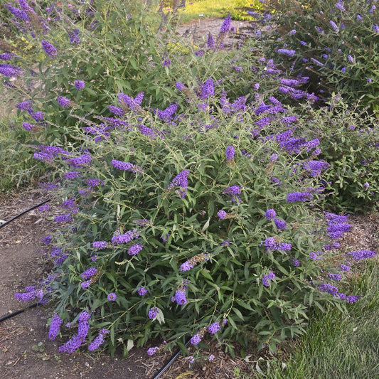 "Black Knight Butterfly Bush with rich, grape-violet blooms"