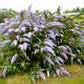 Buddleia Grand Cascade