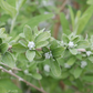 "Vibrant spring blossoms on Mop Top Butterfly Bush"