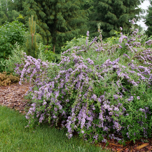 "Mop Top Butterfly Bush with cascading lavender blooms"