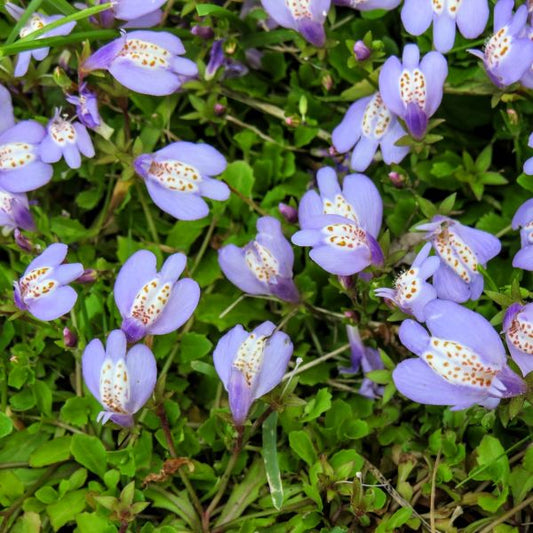 CREEPING MAZUS REPTANS  close up of flowers 