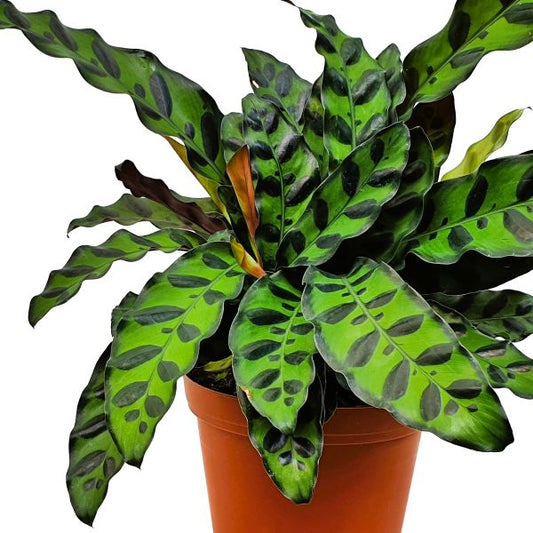 Calathea lancifolia ‘Rattlesnake’ houseplant with wavy green leaves and deep purple undersides, displayed in a decorative pot—ideal for indoor spaces with medium light and high humidity.
Details