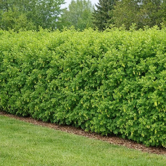 Dense Caragana hedge with bright green foliage and yellow pea-like flowers in a landscaped garden.