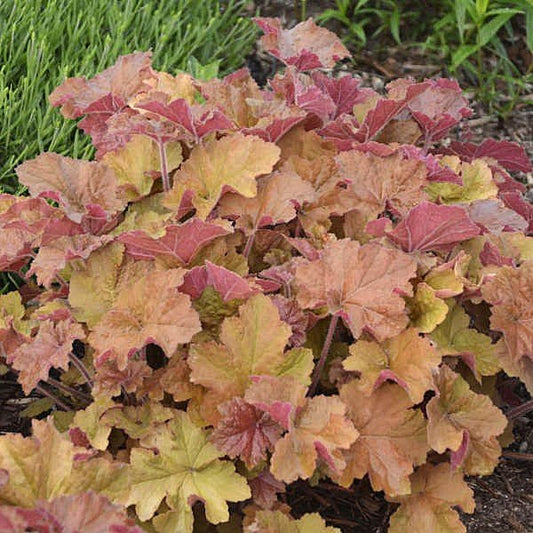 Vibrant Foliage of Caramel Heuchera in Spring and Fall