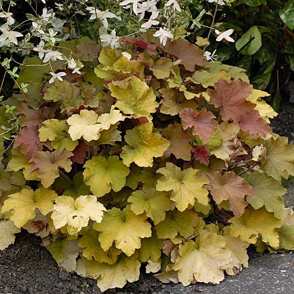 Vibrant Foliage of Caramel Heuchera in Spring and Fall