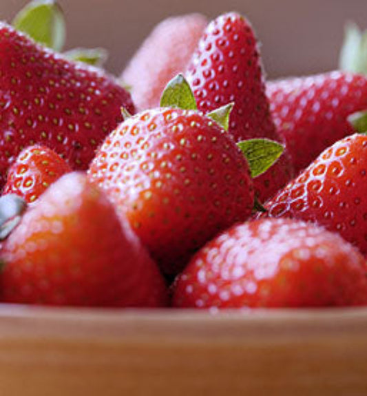 Close-up of Chandler Strawberry's large and flavorful berries"