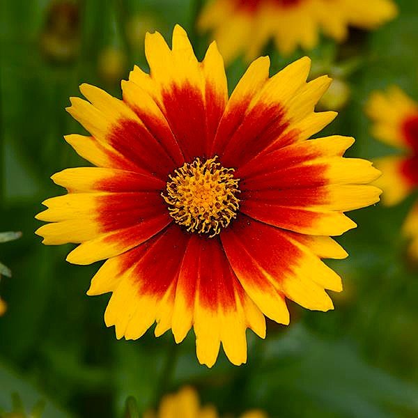 “Coreopsis UpTick Gold and Bronze with bright gold petals and bronze centers on a compact, mounded plant.”