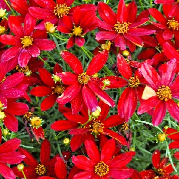 Hot Paprika Coreopsis with deep red summer blooms above bright green thread‑leaf foliage.