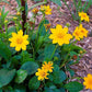 Coreopsis auriculata 'Nana'