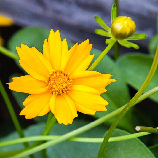 Coreopsis auriculata 'Nana'