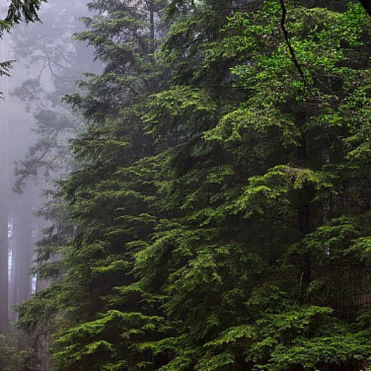 Mature Dawn Redwood Tree with delicate fern-like needles and seasonal color changes