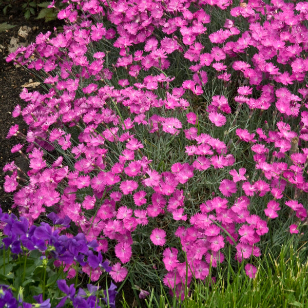 Dianthus Firewitch with hot pink flowers and small white centers in a rock garden