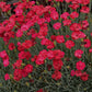 Dianthus Frosty Fire with vibrant blooms ranging from fuschia pink to cherry red in a garden