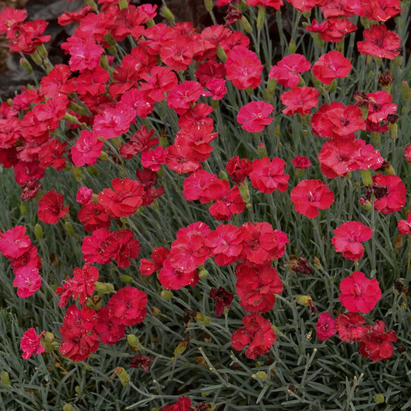 Dianthus Frosty Fire with vibrant blooms ranging from fuschia pink to cherry red in a garden