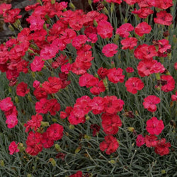 Dianthus Frosty Fire with vibrant blooms ranging from fuschia pink to cherry red in a garden