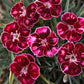 Close-up of vibrant red and pink flowers with green leaves.