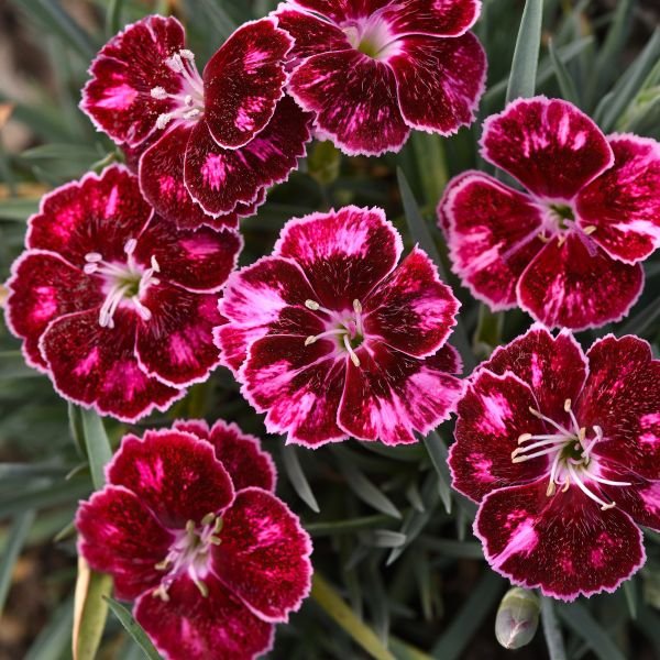 Close-up of vibrant red and pink flowers with green leaves.