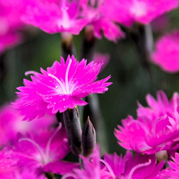 Greenwood Nursery Dianthus Firewitch for Containers and Edges