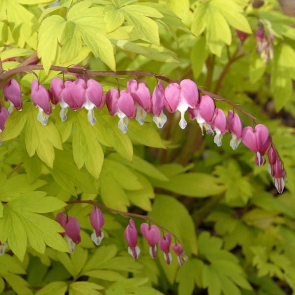 Pink heart‑shaped bleeding heart flowers hanging from an arching stem above green foliage.
