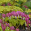 Pink bleeding heart flowers with white tips hanging from a curved stem over bright yellow foliage.
