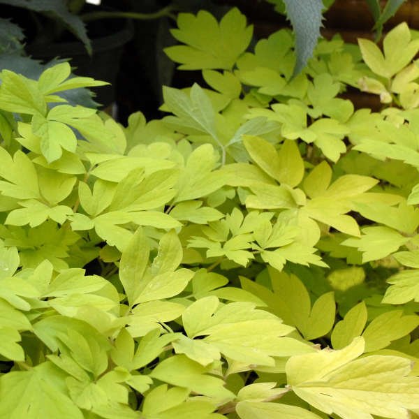 Dense cluster of bright yellow bleeding heart foliage with lobed leaves in a shaded garden area.