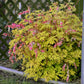 Gold‑leaf bleeding heart plant with pink heart‑shaped flowers growing in a garden bed near a lattice fence.